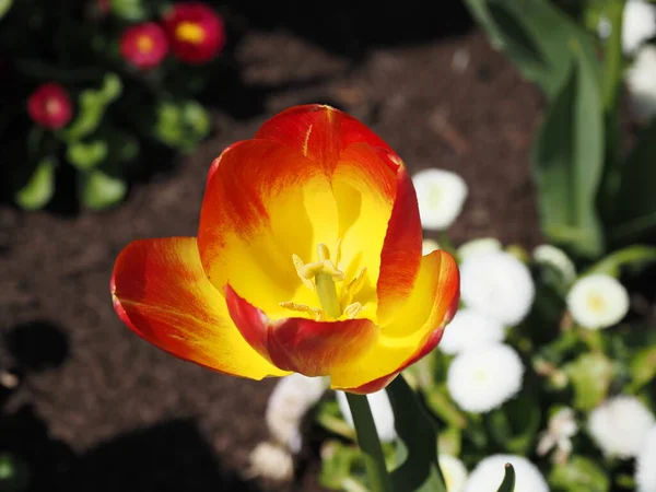 Los Tulipanes Bicolor Amarillo Rojos Florecen Macizo Flores Primavera — Foto de Stock