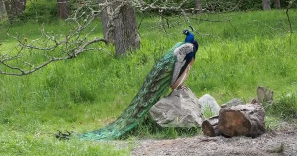 完全な成長した尾を持つ孔雀は岩の上に座って 頭を回します — ストック動画