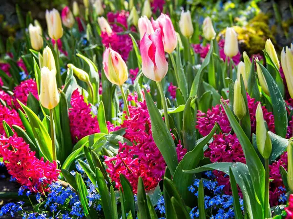 Cama Flores Con Tulipanes Jacintos Floreciendo Durante Primavera — Foto de Stock
