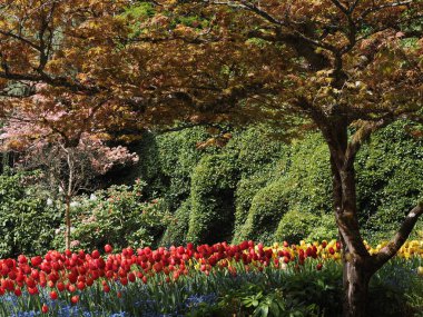 Çiçek tarlalarında renkli lalelerle baharda açan yemyeşil bir bahçe.