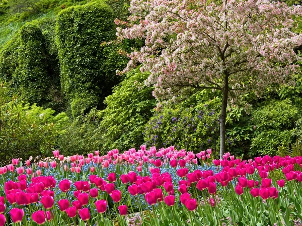 Jardín Exuberante Floreciendo Primavera Con Tulipanes Coloridos Los Macizos Flores — Foto de Stock