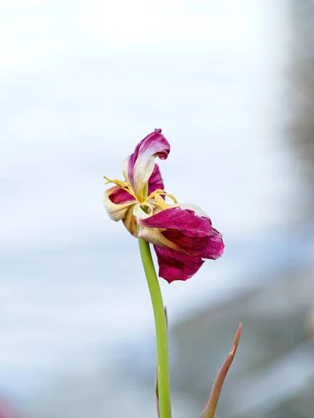 Tulipa Amarela Vermelha Murcha Com Pétalas Murchas Final Temporada Floração — Fotografia de Stock