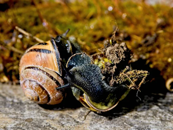 Snail Crawling Mossy Wooden Branch — Stock Photo, Image