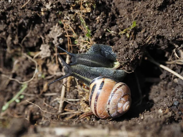 Twee Slakken Kruipen Grond Zonnige Dag — Stockfoto