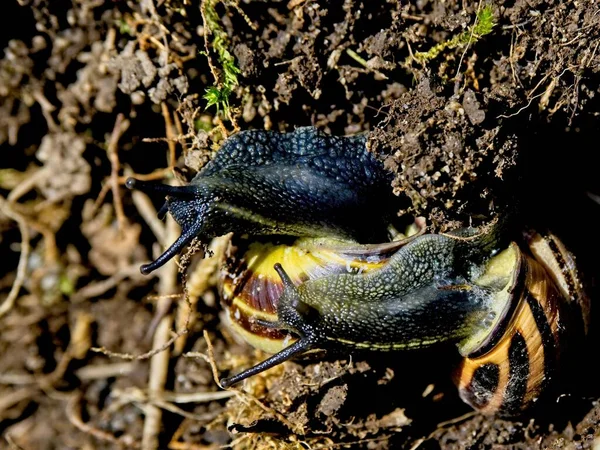 땅속을 다니는 달팽이 — 스톡 사진