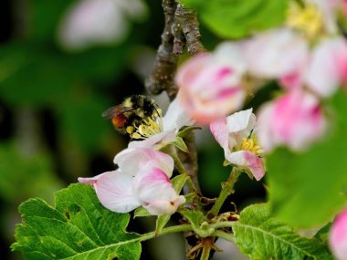 İlkbaharda çiçek açan elma çiçekleri, çiçekte arı