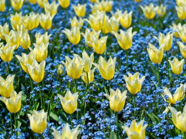 Çiçek tarhında sarı laleler Mavi unutma beni benekleri