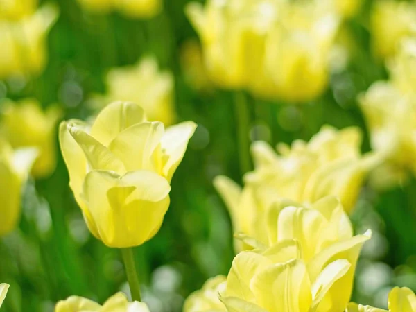 Tulipani Gialli Sull Aiuola — Foto Stock
