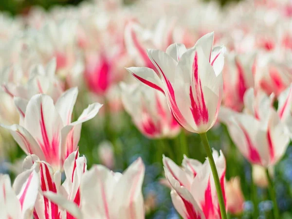 Czerwone Białe Tulipany Klombie — Zdjęcie stockowe