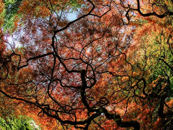 Cobertura Colorida Árvores Sob Céu Brilhante Primavera — Fotografia de Stock