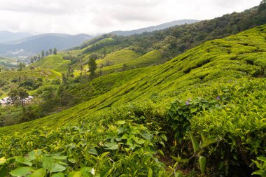 Cameron Highlands 'taki Boh Çay Çiftliği