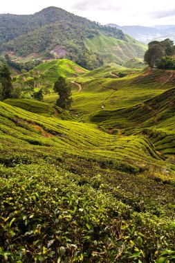 Yüksek bir yerden çay tarlası manzarası, Cameron Highlands manzarası.