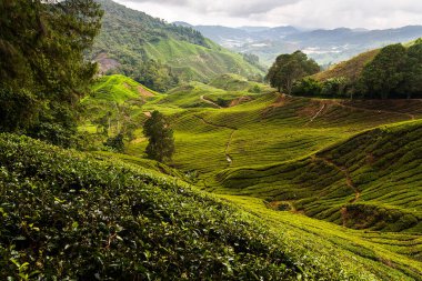 Yüksek bir yerden çay tarlası manzarası, Cameron Highlands manzarası.