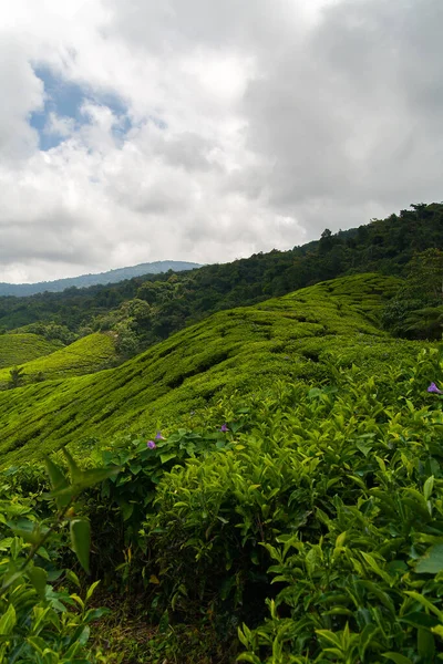 Boh Tea Plantage Den Cameron Highlands — Stockfoto