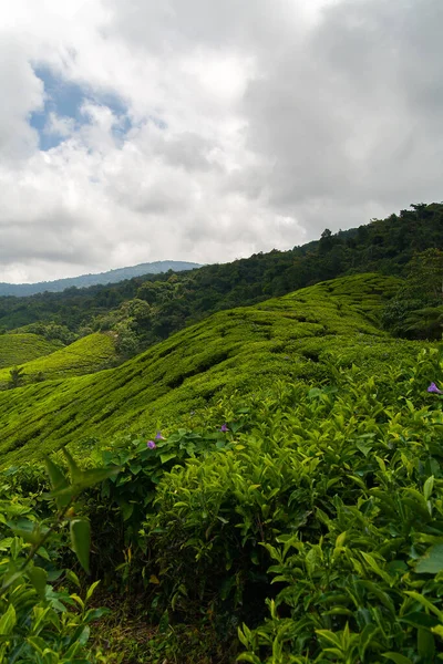 Boh Plantação Chá Cameron Highlands — Fotografia de Stock