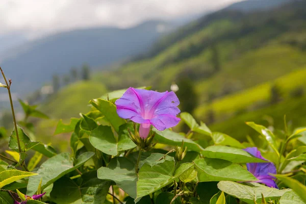 Cameron Highlands 'taki Boh Çay Çiftliği