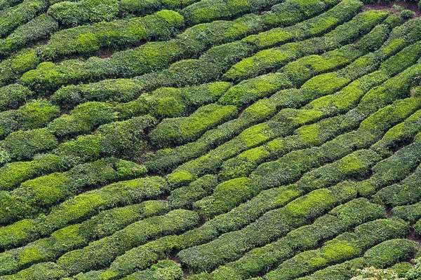 Yüksek bir yerden Boh Tea Plantasyon Manzarası, Cameron Highlands manzarası