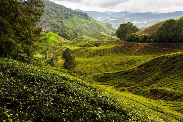 Yüksek bir yerden çay tarlası manzarası, Cameron Highlands manzarası.