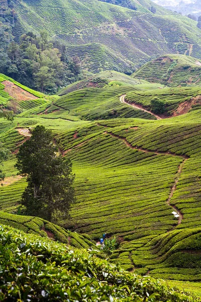 Yüksek bir yerden çay tarlası manzarası, Cameron Highlands manzarası.