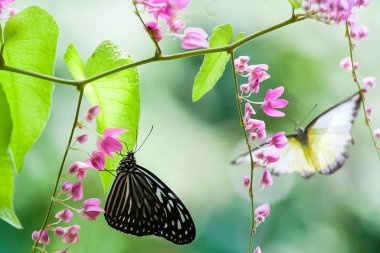 Bokeh arka planında izole edilmiş kelebek görüntüsü. Makro vahşi yaşam fotoğrafçılığı