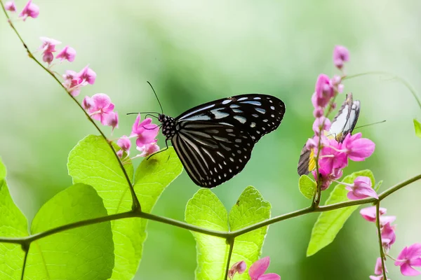 보트 배경에 외따로 떨어져 있는 나비 사진. 매크로 야생 동물 사진 — 스톡 사진