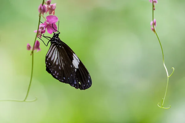 Bokeh arka planında izole edilmiş kelebek görüntüsü. Makro vahşi yaşam fotoğrafçılığı
