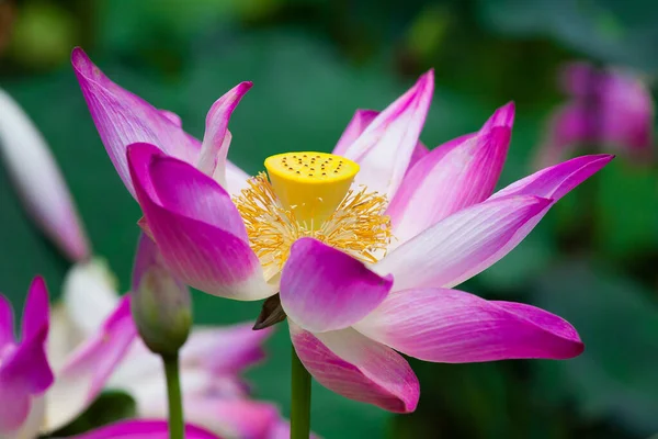 La flor de loto con hoja de loto en el fondo — Foto de Stock