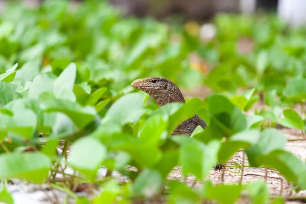 Monitoruj jaszczurkę w Pulau Tioman — Zdjęcie stockowe