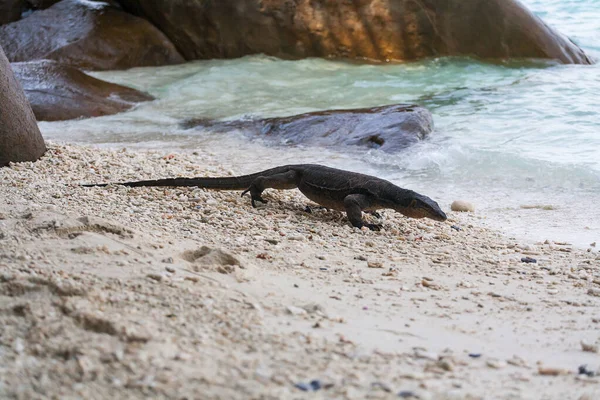 Pulau Tioman sahilinde Kertenkele İzle