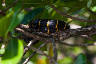 boiga dendrophila yılan Mangroves, Malezya