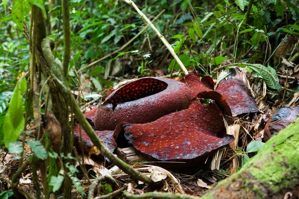 Rafflesia, το μεγαλύτερο λουλούδι στον κόσμο, Μαλαισία — Φωτογραφία Αρχείου