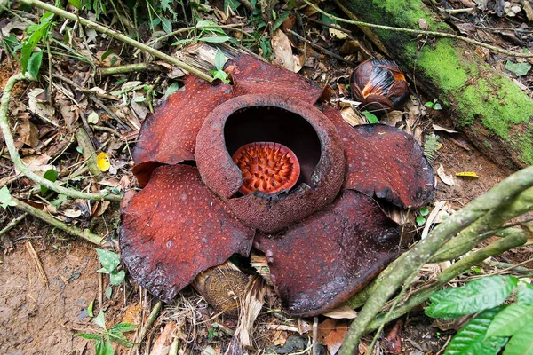 Rafflesia, dünyanın en büyük çiçeği, Malezya