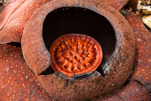 Rafflesia, dünyanın en büyük çiçeği, Malezya