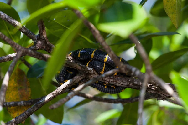 Boiga dendrophila Schlange in Mangroven, Malaysia — Stockfoto