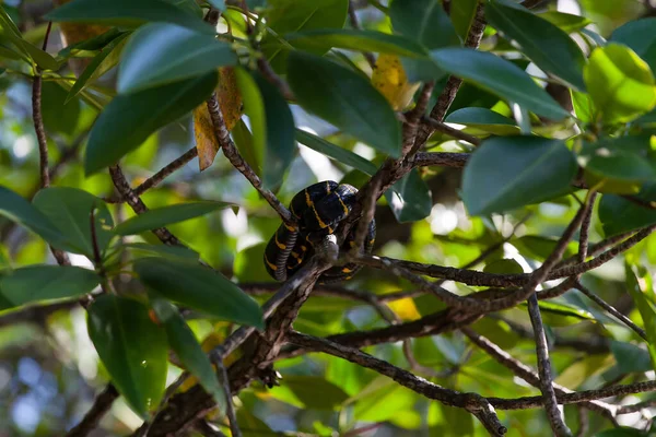 Boiga dendrophila snake in Mangroves, Malesia — Foto Stock