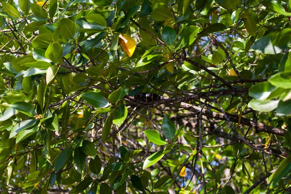 boiga dendrophila yılan Mangroves, Malezya
