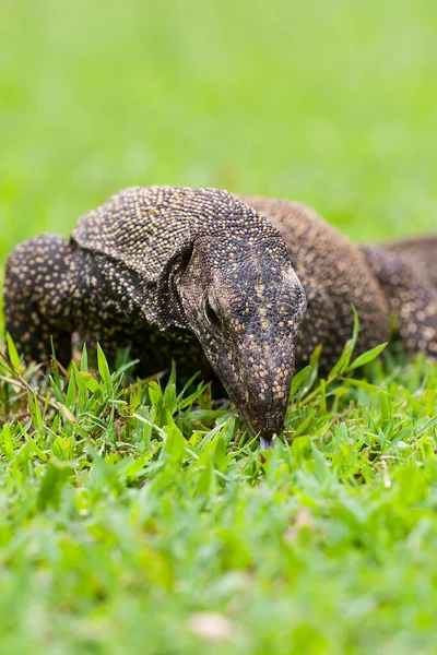 Monitor Lizard at Pulau Tioman — Stock Photo, Image