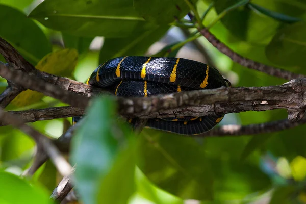 Boiga dendrophila serpente em Mangroves, Malásia — Fotografia de Stock