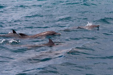 Tropikal ada Maldivler 'de mavi sudaki yunusları izlemek