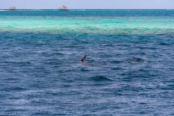 Assistindo golfinhos em água azul na ilha tropical, Maldivas — Fotografia de Stock