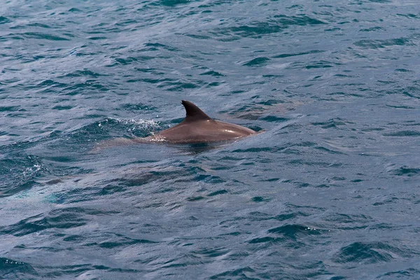 Guardare i delfini in acqua blu sull'isola tropicale, Maldive — Foto Stock