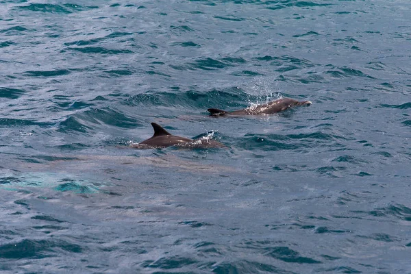 Assistindo golfinhos em água azul na ilha tropical, Maldivas — Fotografia de Stock