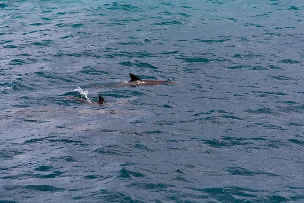 Observando delfines en aguas azules en la isla tropical, Maldivas — Foto de Stock