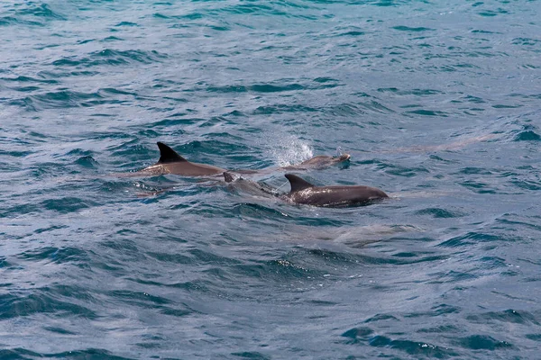 Observando delfines en aguas azules en la isla tropical, Maldivas — Foto de Stock