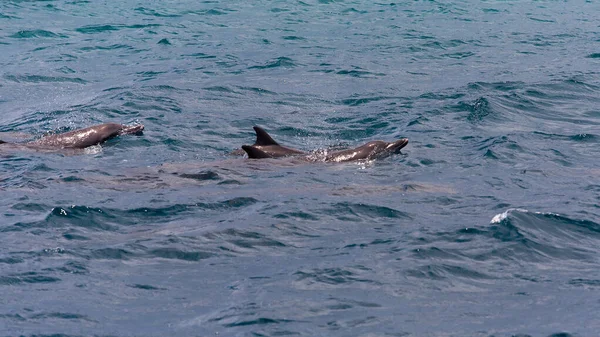 Observando delfines en aguas azules en la isla tropical, Maldivas — Foto de Stock