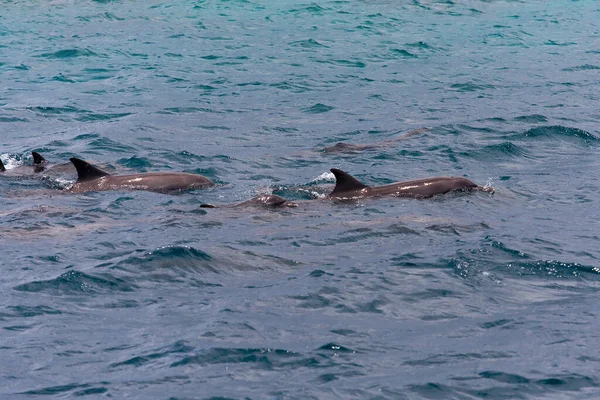 Delfine im blauen Wasser auf der tropischen Insel Malediven beobachten — Stockfoto