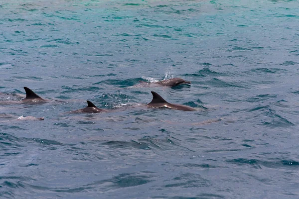 Наблюдая за дельфинами в голубой воде на тропическом острове, Мальдивы — стоковое фото