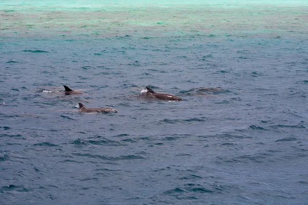 Observando delfines en aguas azules en la isla tropical, Maldivas — Foto de Stock