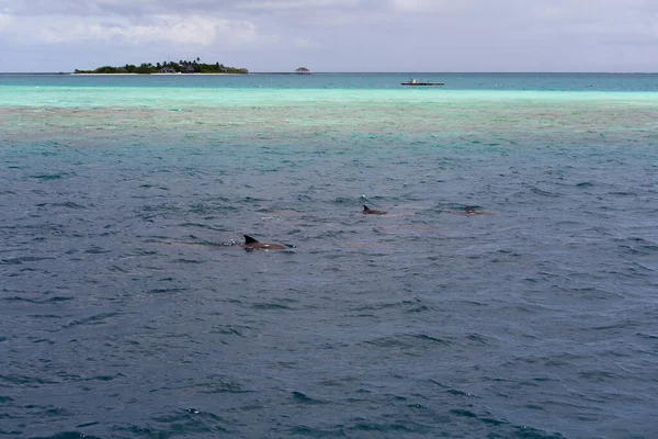 Observando delfines en aguas azules en la isla tropical, Maldivas — Foto de Stock