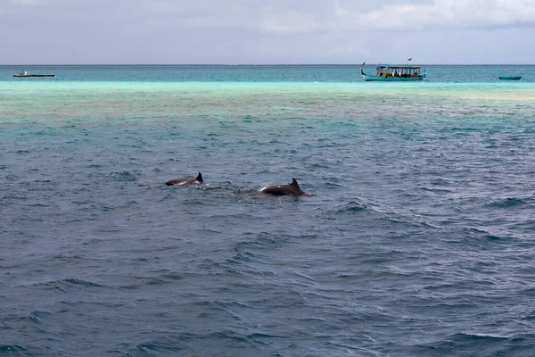 Observando delfines en aguas azules en la isla tropical, Maldivas — Foto de Stock